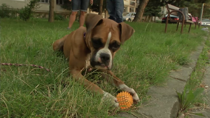 Miláčikovo - Pes má problém s loptičkami